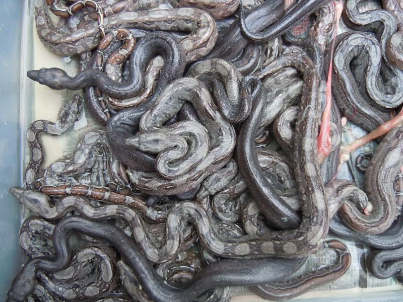 Leopard litter Reptile Forums